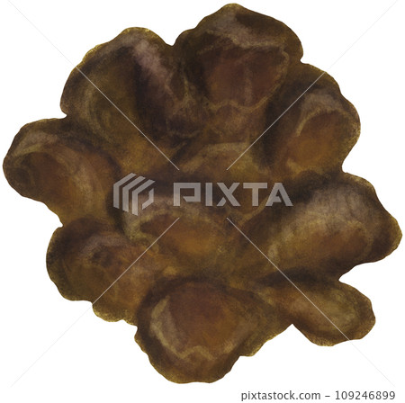 木耳菇 木耳菇 109246899