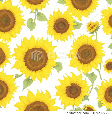 sunflowers on white background sunflowers on white background 109247722