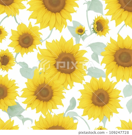 sunflowers on white background sunflowers on white background 109247728
