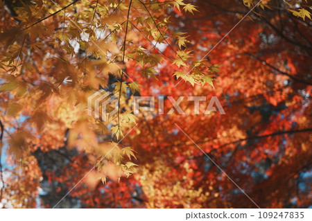 Maples with red and yellow autumn leaves that take advantage of the bokeh Maples with red and yellow autumn leaves that take advantage of the bokeh 109247835