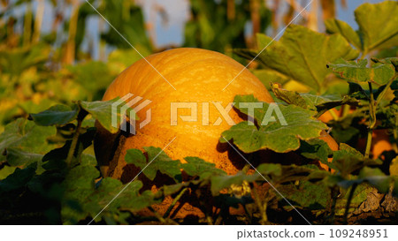 A large orange ripe pumpkin lies among the leaves in the garden. Growing organic pumpkins. 109248951