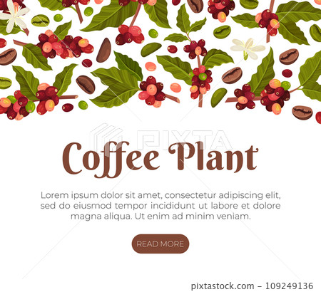 Coffee Plant Banner Design with Fruit Branch Vector Template Coffee Plant Banner Design with Fruit Branch Vector Template 109249136