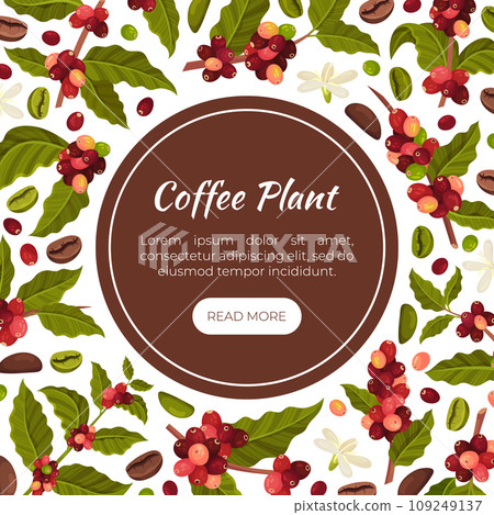 Coffee Plant Banner Design with Fruit Branch Vector Template Coffee Plant Banner Design with Fruit Branch Vector Template 109249137