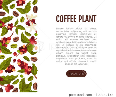 Coffee Plant Banner Design with Fruit Branch Vector Template Coffee Plant Banner Design with Fruit Branch Vector Template 109249138