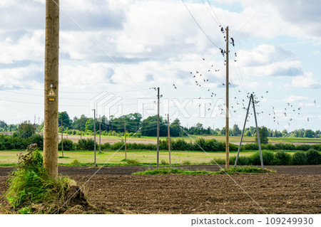 Countryside landscape with many wooden power line transmission poles, flocks of birds on power lines 109249930