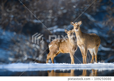 Two roe deers in the winter forest. Animal in natural habitat 109250080