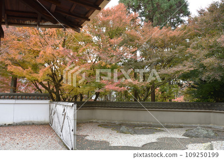 Ryugin-an maple trees from the south garden to the west garden Ryugin-an maple trees from the south garden to the west garden 109250199