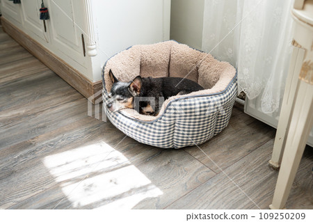 An old Russian Toy Terrier sleeping in a soft basket. An old Russian Toy Terrier sleeping in a soft basket. 109250209