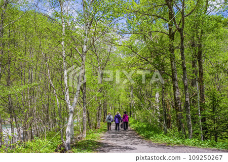 [Fresh greenery in Kamikochi] Overflowing greenery, a refreshing natural promenade 109250267
