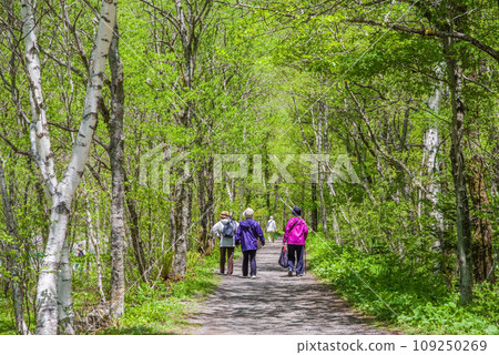 [Fresh greenery in Kamikochi] Overflowing greenery, a refreshing natural promenade 109250269