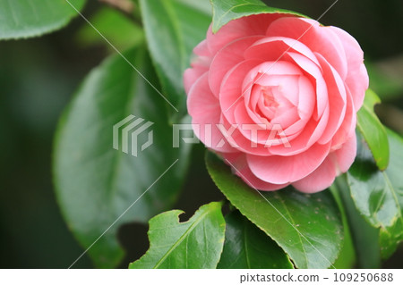 Yaesaki Camellia, Camellia Flower, Chiesaki Camellia 109250688