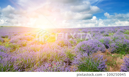Field with blooming lavender and sunrise. Wide photo. 109250945