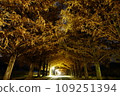 Golden Tunnel: Autumn leaves of Metasequoia trees (night view) Makino Town, Takashima City, Shiga Prefecture 109251394