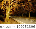 Golden Tunnel: Autumn leaves of Metasequoia trees (night view) Makino Town, Takashima City, Shiga Prefecture 109251396