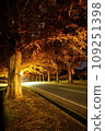 Golden Tunnel: Autumn leaves of Metasequoia trees (night view) Makino Town, Takashima City, Shiga Prefecture 109251398