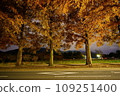 Golden Tunnel: Autumn leaves of Metasequoia trees (night view) Makino Town, Takashima City, Shiga Prefecture 109251400