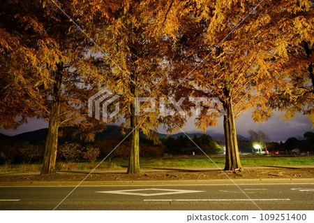黃金隧道:水杉的紅葉(夜景) 滋賀縣高島市牧野町 黃金隧道:水杉的紅葉(夜景) 滋賀縣高島市牧野町 109251400
