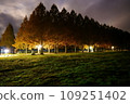 Golden Tunnel: Autumn leaves of Metasequoia trees (night view) Makino Town, Takashima City, Shiga Prefecture 109251402