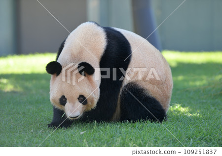 Yoshihama searching for snacks 109251837