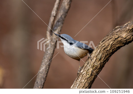 Nuthatch perching on a branch 109251946
