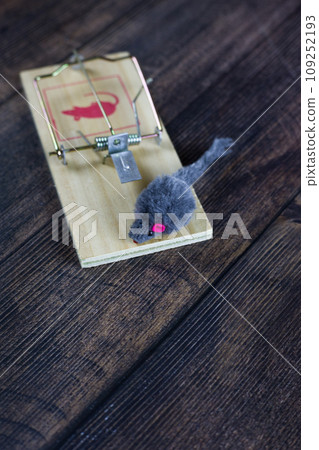 Vertical photo of a toy furry mouse in a mousetrap a second before death Vertical photo of a toy furry mouse in a mousetrap a second before death 109252193