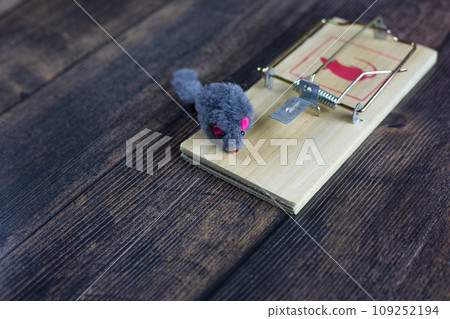 Toy mouse on a mousetrap before it is caught. Last seconds of freedom 109252194