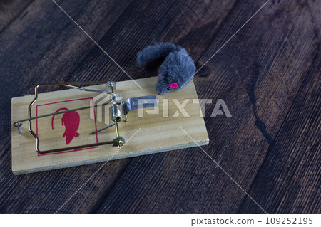 Gray fluffy toy mouse a second before the mousetrap is triggered. Unexpected death concept 109252195