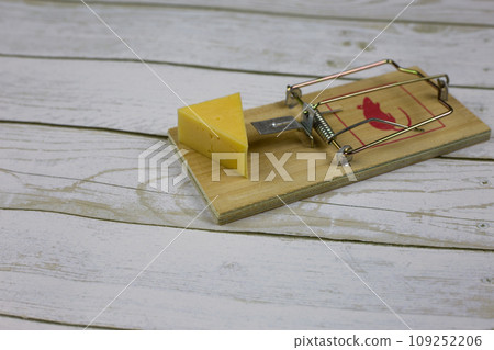 Triangular piece of cheese lies in a mousetrap luring rodents on a wooden floor 109252206