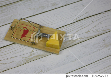 Large triangular piece of cheese lies in a mousetrap ready to exterminate rodents in the house 109252214