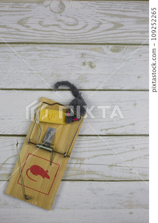 Fluffy toy mouse caught in a mousetrap with a triangular piece of cheese. Vertical photo top view of rodent extermination 109252265