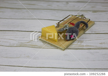 Toy mouse near a triangular piece of cheese before falling into a mousetrap 109252266