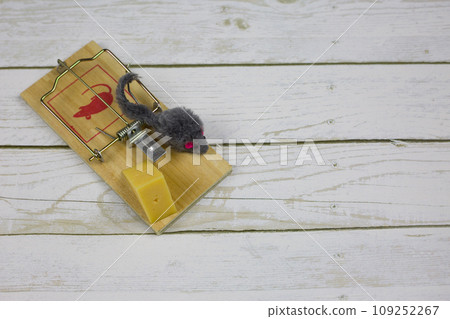 Toy fluffy mouse near a piece of cheese in a mousetrap on a white wooden floor Toy fluffy mouse near a piece of cheese in a mousetrap on a white wooden floor 109252267