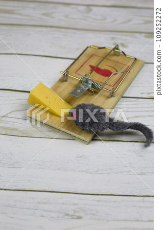 Toy fluffy gray mouse near a triangular piece of cheese in a mousetrap on a white wooden floor vertical photo 109252272