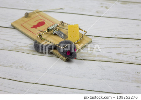 Toy mouse next to a piece of cheese is caught in a mousetrap. Killing rodents with a cheese trap Toy mouse next to a piece of cheese is caught in a mousetrap. Killing rodents with a cheese trap 109252276