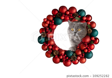 British cat looks through a red Christmas wreath isolated on white background. Cute cat and New Year decorations. Copy space. British cat looks through a red Christmas wreath isolated on white background. Cute cat and New Year decorations. Copy space. 109252282