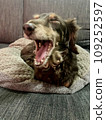 一隻迷你臘腸犬，在墊子上放鬆時感到困倦並打哈欠 109252597