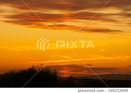 Pampas grass sunset silhouette 109252609
