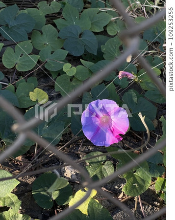 Noasagao through the wire mesh basking in the sun 109253256