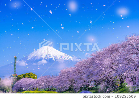 [櫻花暴風雪素材]靜岡縣富士市十二川和龍河淵的櫻花暴風雪[靜岡縣] 109253509