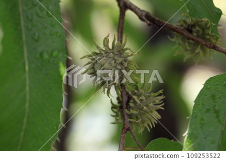 sawtooth oak fruit and spider 109253522