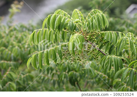 Hazenoki的果實 Hazenoki的果實 109253524