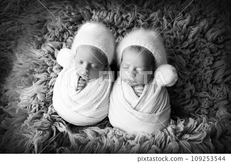 Tiny newborn twin boys in white cocoons on a blue background. Parents, mother and father, hold the children twins with their palms. Studio professional photography of newborn twins. Black and white.  109253544