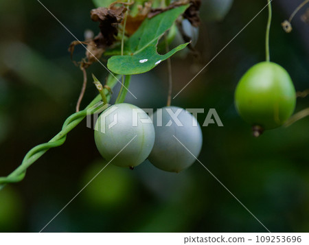 Fruit of Cucurbitaceae Sparrow gourd Fruit of Cucurbitaceae Sparrow gourd 109253696