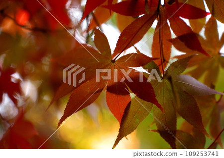 Momiji who changed leaves 109253741