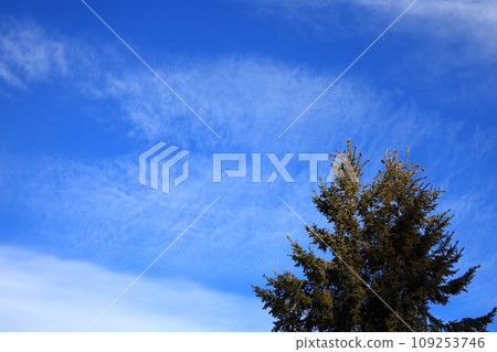 秋天的天空雲和薩哈林冷杉 109253746