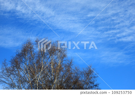 Autumn sky clouds and birch Autumn sky clouds and birch 109253750