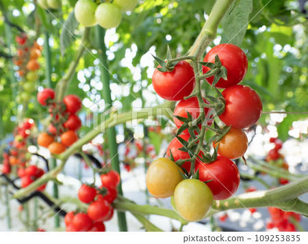 Growing cherry tomatoes in greenhouses 109253835