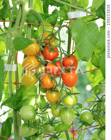 Growing cherry tomatoes in greenhouses 109253838