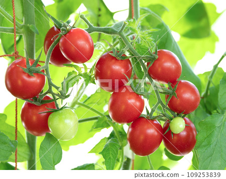 Growing cherry tomatoes in greenhouses 109253839