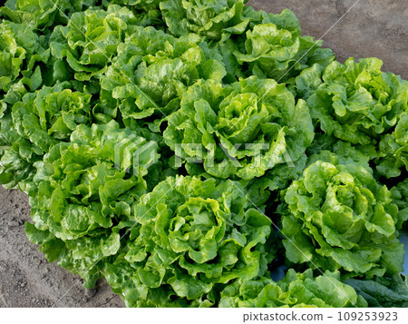 Cultivation of half head lettuce Cultivation of half head lettuce 109253923